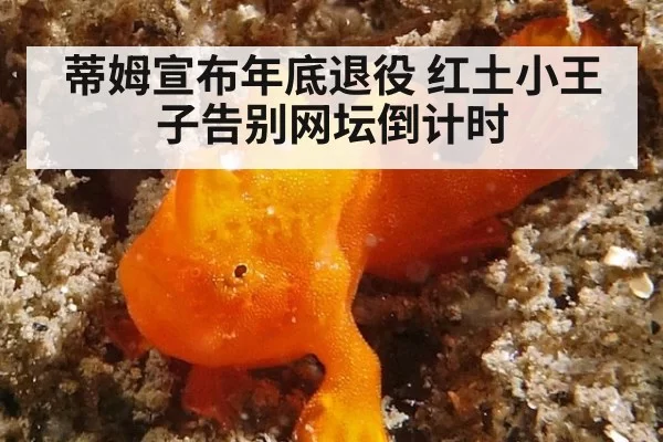 蒂姆宣布年底退役 红土小王子告别网坛倒计时